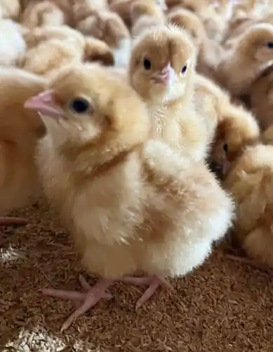 Close-up of a day-old broiler chick