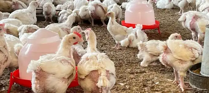 Broiler chickens with feeders and drinkers inside a Farmwin farmer’s poultry house